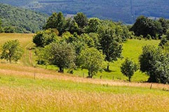 Bickenberg - Zum Vergroessern klicken!